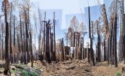 11WalkingwithSequoias-RedwoodCanyonSugarBowl2022