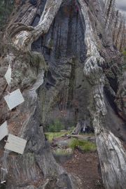 15WallenBooleSequoiaPortalwithofferings-copy