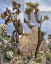 1WalkingwithJoshuaTrees-JumboRocks