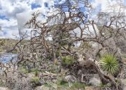 2WalkingwithJoshuaTrees-PinyonpineandJoshuatreesonBurntHillTrail