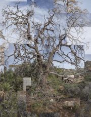 wallenJoshuatree