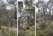 wallentorreypines