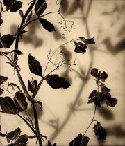 02-gardenspring-d1