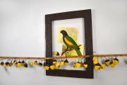 WaterKerner-Extinct-Guadeloupe-Parrot_lowREZ