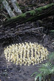 image-7_mcgrath_imploring-forest