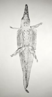 alligator3