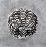 pangolinthemosthuntedanimal