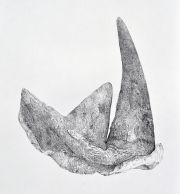 rhinohorn