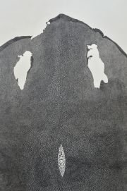 stingraycloseup2