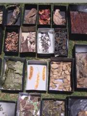 shai_zakai_forest_tunes