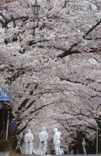 Cherry tree near Fukushima Nuclear Plant