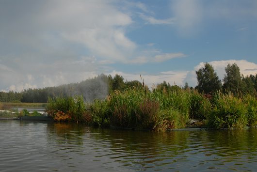 10 Veden Taika 2012 growing in