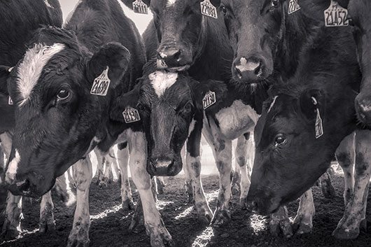 IsabellaLaRoccaNEWFEMINISM1 